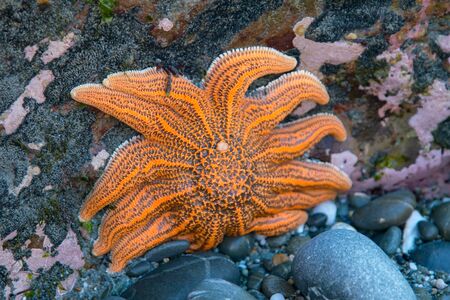 Orange start fish on sea rock, natural marine lifeの写真素材