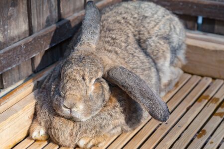 Rappit brown colour sleeping on wooden floorの写真素材
