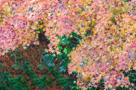 Colour maple leaves during autumn season, Japan natural landscape backgroundの写真素材