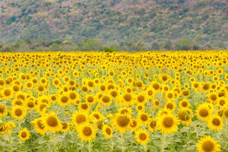 Full bloom sunflower field, natural landscape backgroundの写真素材