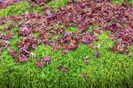 Fallen red maple leaves over green fern foliage, natural landscape backgroundの写真素材