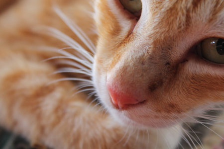 Cat lookの写真素材