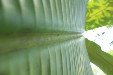 banana leaves