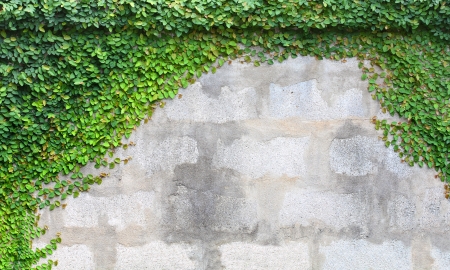 The Green Creeper Plant on a Wall の写真素材