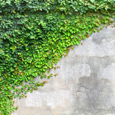 The Green Creeper Plant on a Wall の写真素材
