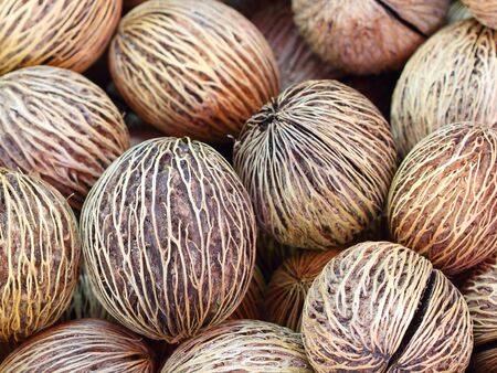 Alstonia scholaris seedの写真素材