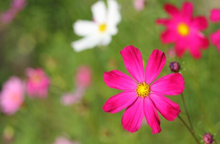 Beautiful Floral Borderの写真素材