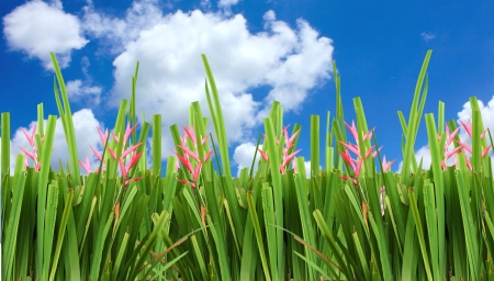 Grass and the sky with cloudsの写真素材