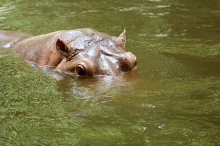Hippopotamuses in waterの写真素材