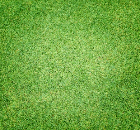 Beautiful green grass texture の写真素材