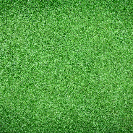 Beautiful green grass textureの写真素材