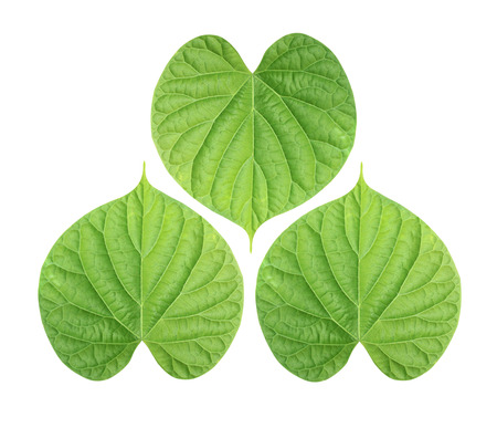Green leaves isolated on a white background