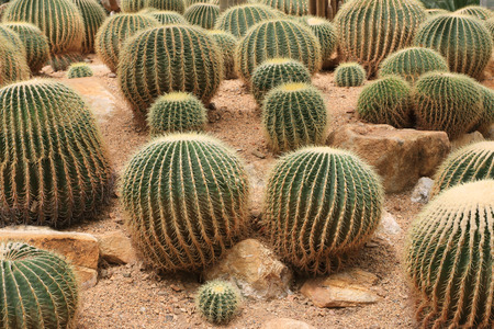 Cactus grows in sandy soilの写真素材