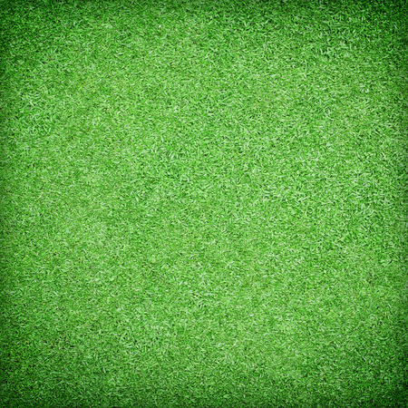 Beautiful green grass textureの写真素材
