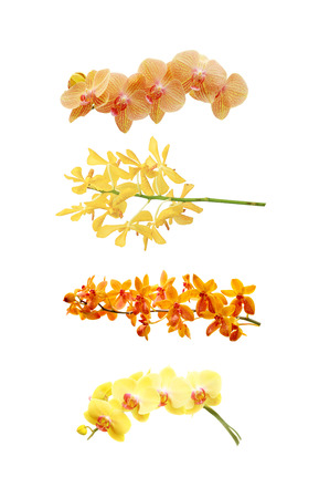 collection orchid flower on white background.の写真素材