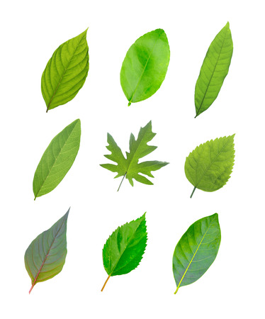 green leaves isolated on white backgroundの写真素材