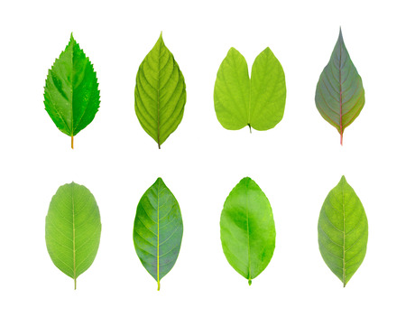 green leaves isolated on white backgroundの写真素材