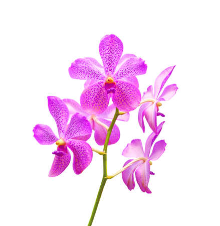 Pink orchid on a white backgroundの写真素材