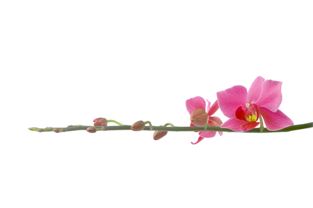 Pink orchid. Isolated with a white backgroundの写真素材