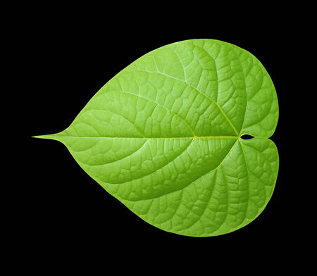 Single isolated leaf on black backgroundの写真素材