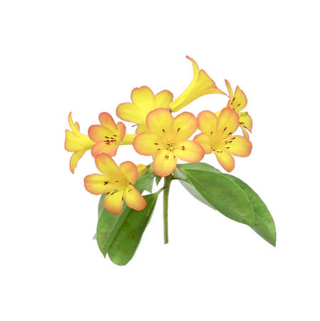 yellow flower isolated on white backgroundの写真素材