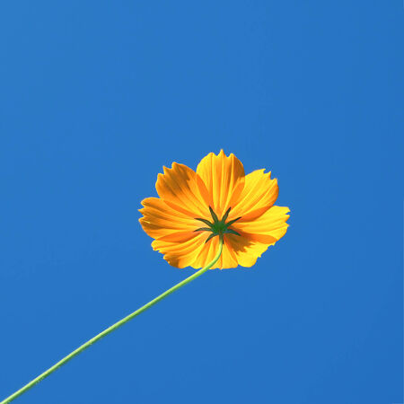Yellow Cosmos flower and blue skyの写真素材