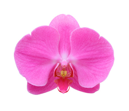 Pink orchid isolated on whiteの写真素材