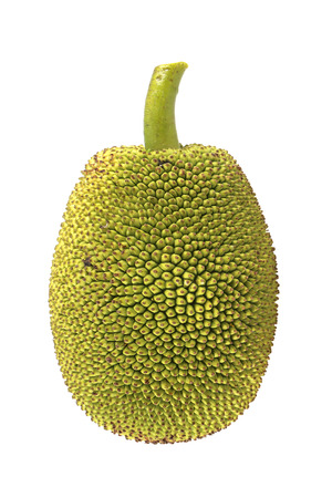 Young jackfruit isolated.の写真素材