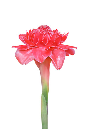 Tropical flower red torch ginger (Etlingera elatior or zingiberaceae), isolated on white backgroundの写真素材