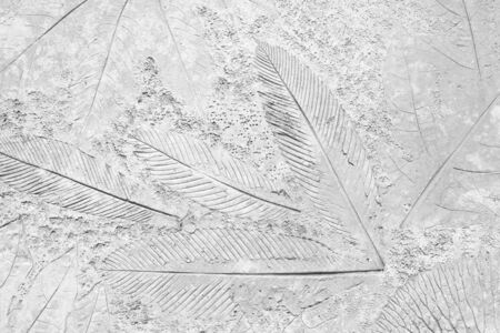 marks of leaf on the concrete backgroundの写真素材