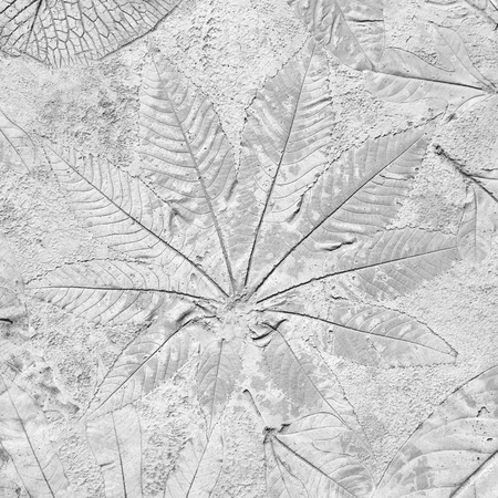 marks of leaf on gray concrete backgroundの写真素材