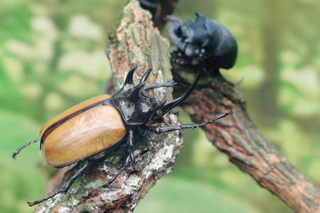 Close up male fighting beetle (rhinoceros beetle) on tree