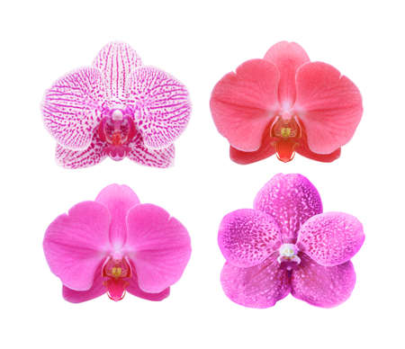 colorful orchid isolated on whiteの写真素材