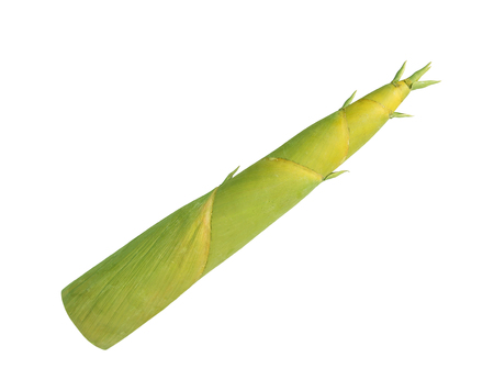 Shoot of Bamboo isolated on white backgroundの写真素材