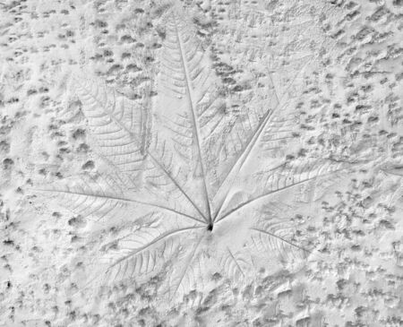 marks of leaves on the concreteの写真素材