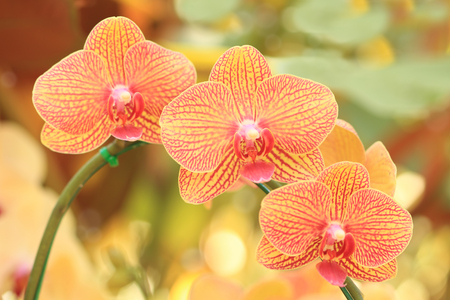 Close-up of yellow pink orchid  Bouquet of flower orchidの写真素材