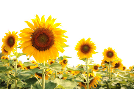 Sunflower, field of yellow sunflowers.の写真素材