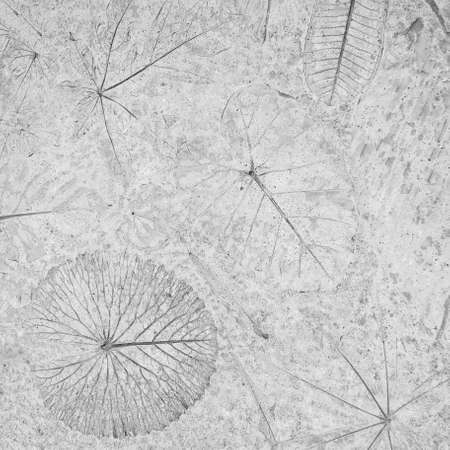marks of leaf on the concrete background
