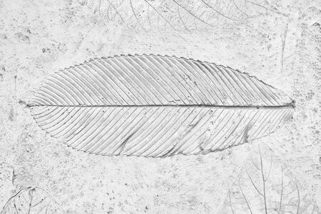 marks of leaf on gray concrete, leaf background.の写真素材