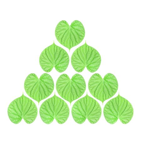 Green leaves isolated on a white background