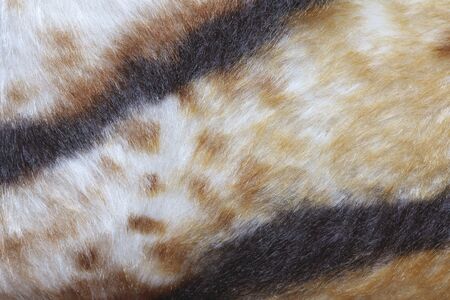 texture of tiger fur skin background