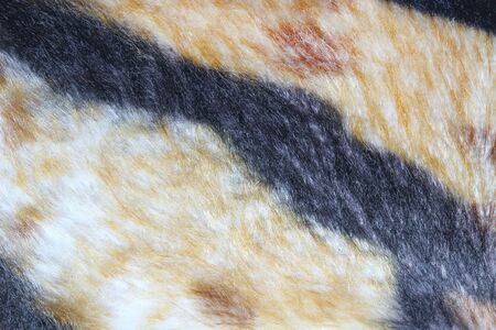 texture of tiger fur skin background