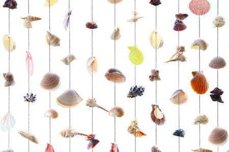 Variety seashells hanging isolated on the white wallの写真素材