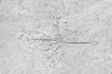 marks of leaf on the gray concrete backgroundの写真素材