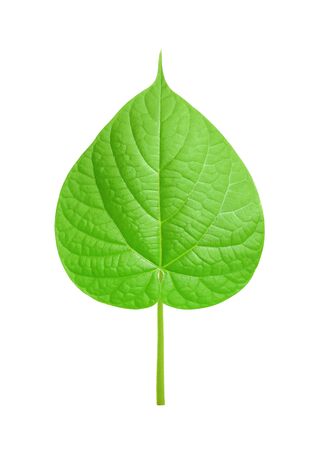 Green Leaf Isolated on Whiteの写真素材