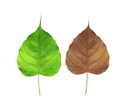 Green and Brown  bodhi leaf  isolated on white backgroundの写真素材