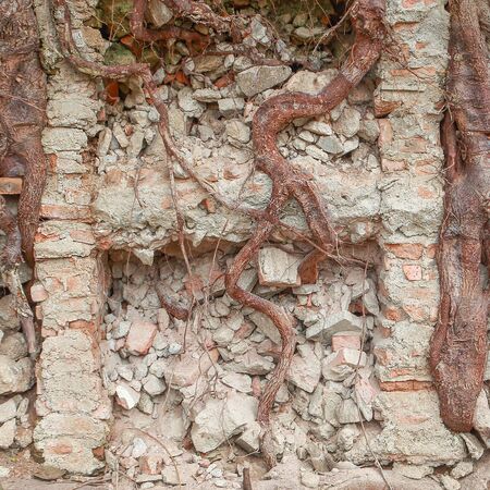 tree root on Cracked  brick wall