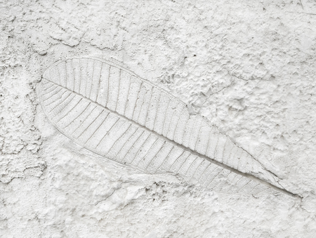 Tree leaf of tropical plant in printed on gray concrete surface for backgroundの写真素材