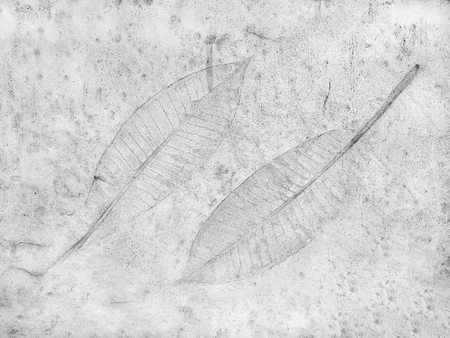 The leaf imprint on the cement floor backgroundの写真素材