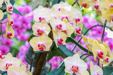 Yellow orchid flowers in garden for backgroundの写真素材